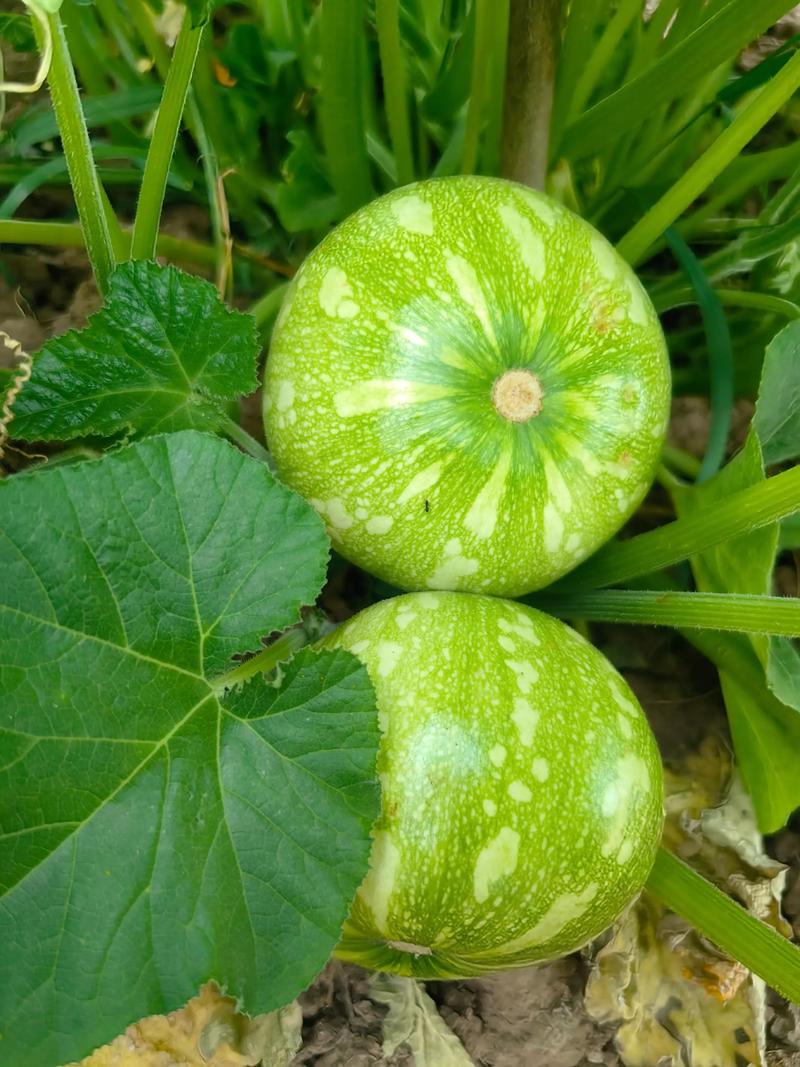 原生态食品